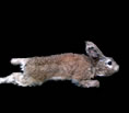 replica rabbit